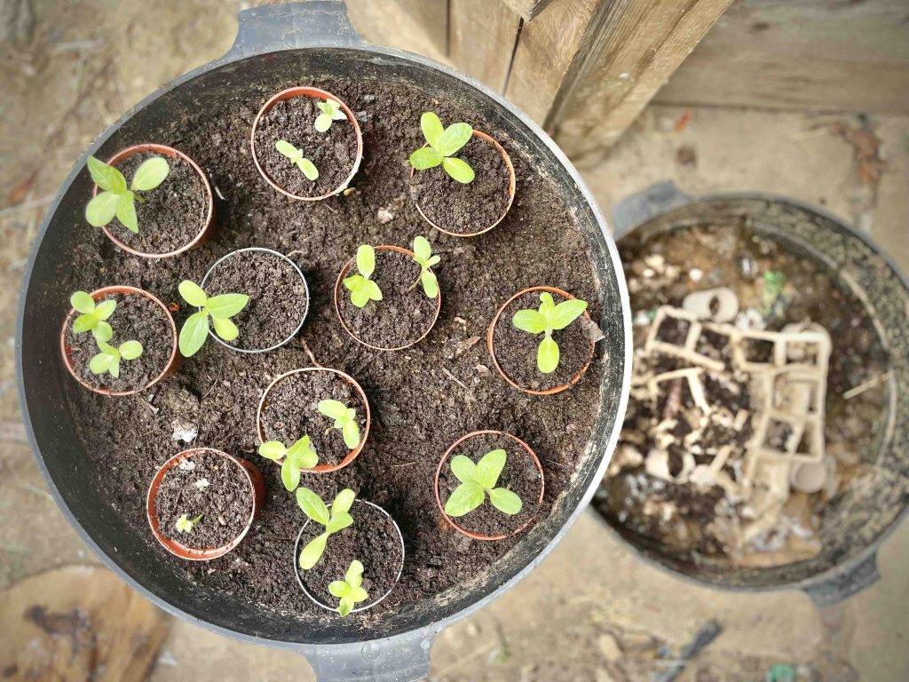 Seedlings growing in compost
